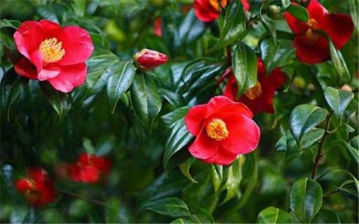 山茶花的养殖方法 山茶花的养殖方法浇水