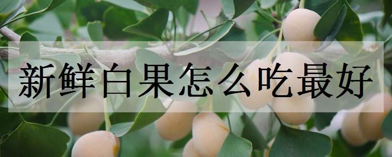 新鲜白果怎么吃最好