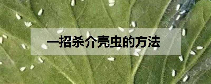 一招杀介壳虫的方法（杀介壳虫的药剂）