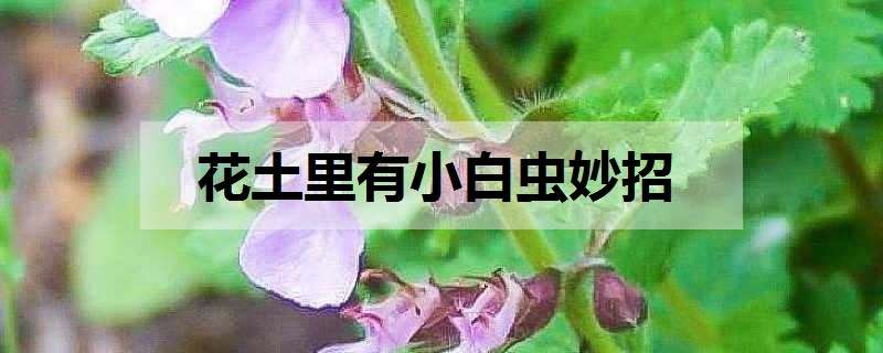 花土里有小白虫妙招