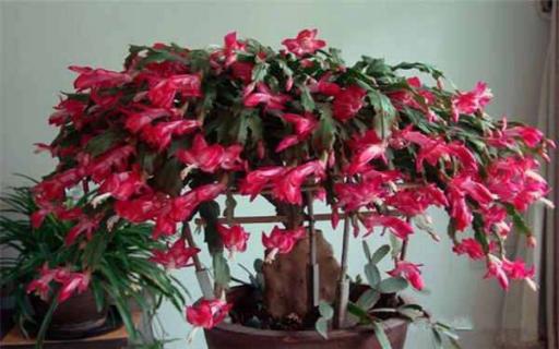 二月开什么花（三月开什么花）