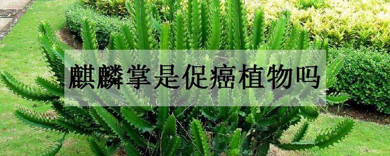 麒麟掌是促癌植物吗