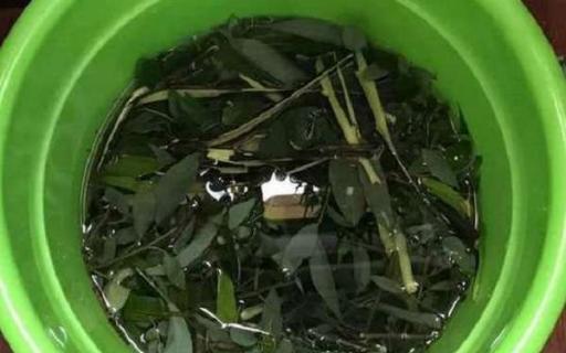 柳树枝泡多久浇花（柳树枝泡多久浇花合适）