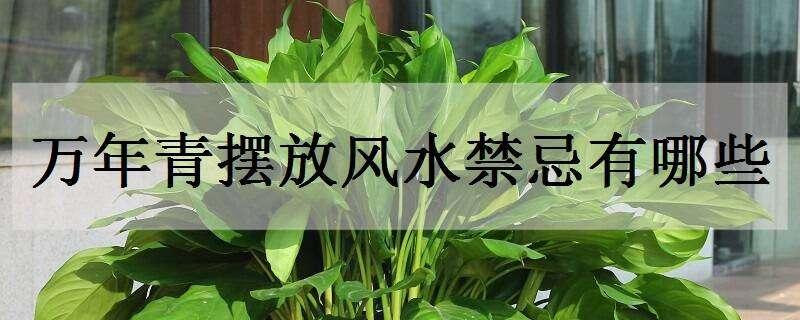 万年青摆放风水禁忌有哪些