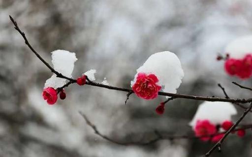 红梅冬天怕冻吗（红梅怕冻吗?）