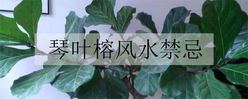 琴叶榕风水禁忌