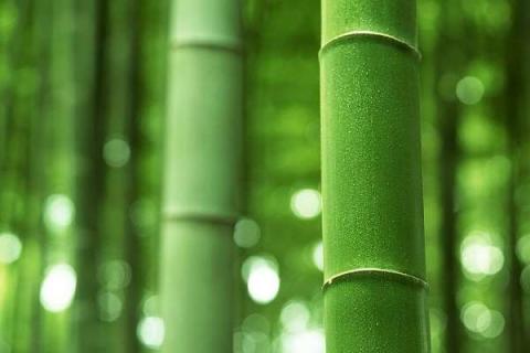 中国有多少种竹子 名贵品种有哪些