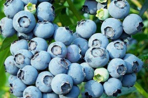 蓝莓种植条件温度是什么
