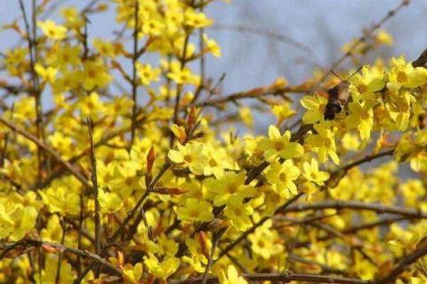 迎春花盆景在冬天施什么肥