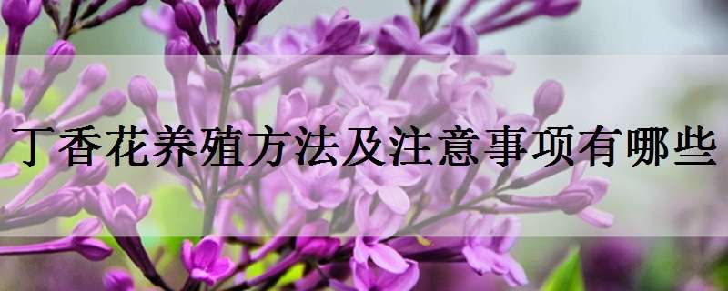 丁香花养殖方法及注意事项有哪些