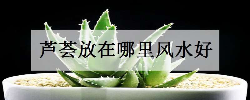 芦荟放在哪里风水好