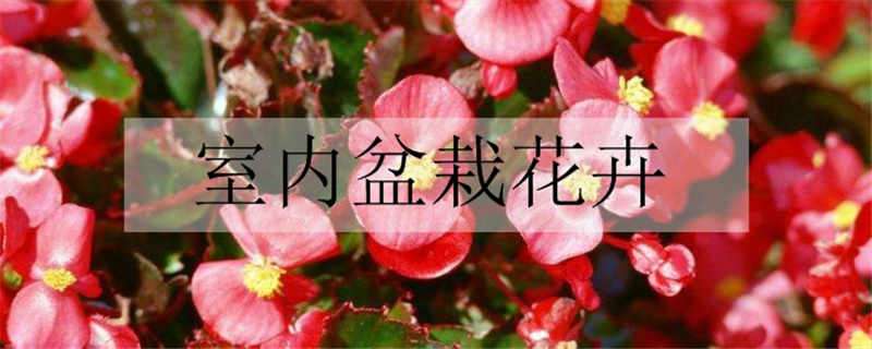 室内盆栽花卉