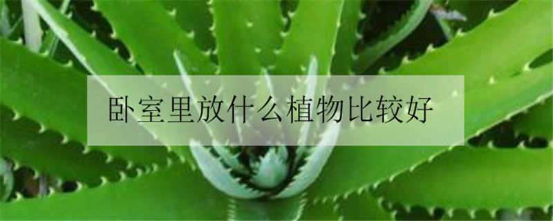 卧室里放什么植物比较好 卧室里放什么植物比较好又净化空气又好养