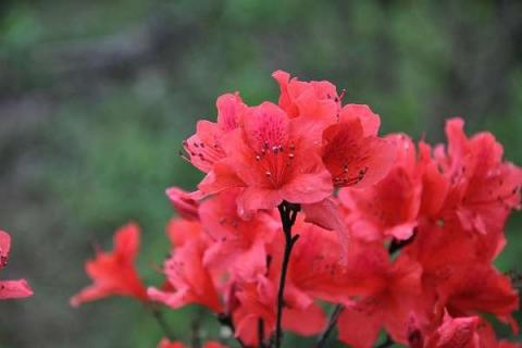 杜鹃花是什么季节开的 花期在几月份