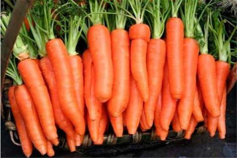 红萝卜和白萝卜可以一起吃吗 红萝卜和白萝卜可以一起吃吗 中医