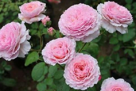 月季花冬季寒冷的时候如何养护（月季花冬天怎么处理）