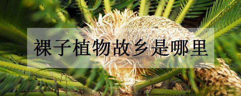 裸子植物的故乡是哪里