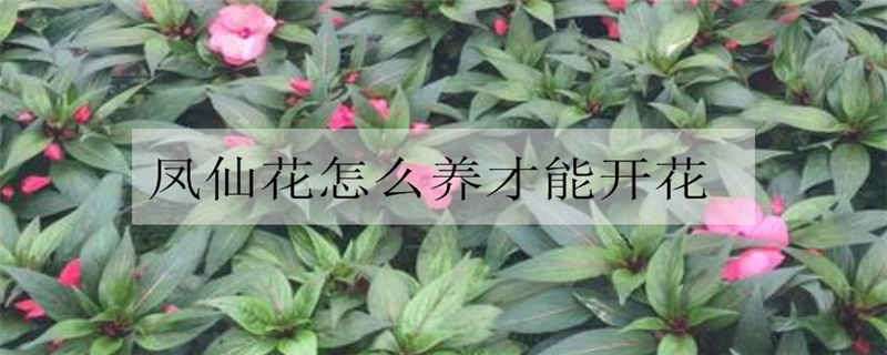 凤仙花怎么养才能开花 凤仙花怎么养才能开花快