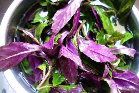 紫背菜不能和什么同吃（紫背菜不能和什么同吃）