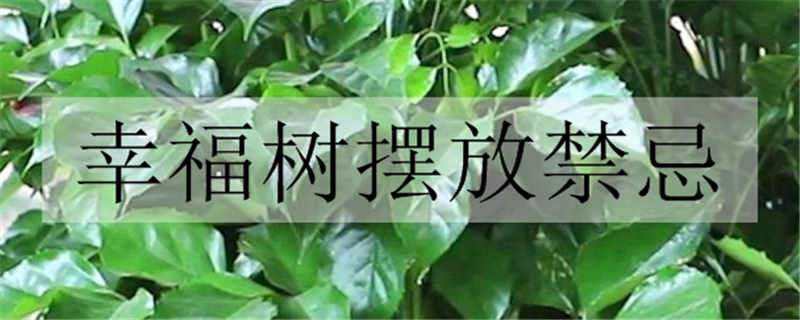 幸福树摆放禁忌