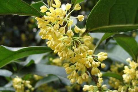 一棵桂花树的风水作用（桂花树种一棵好吗）