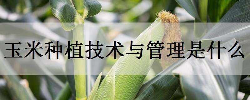 玉米种植技术与管理是什么 玉米种植技术和管理