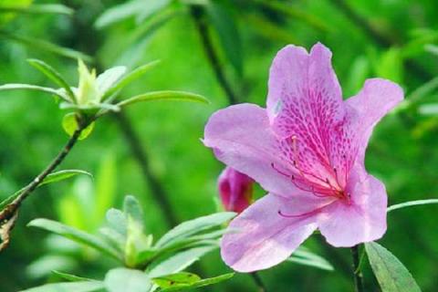 杜鹃花什么时候开花 花期在几月份 