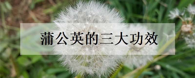 蒲公英三大功效