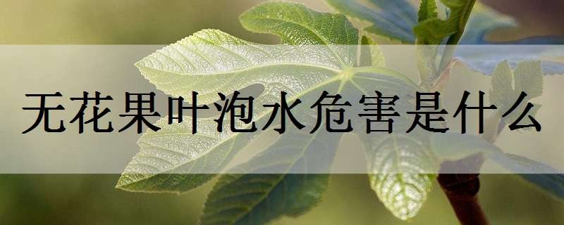 无花果叶泡水危害是什么