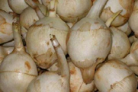 茨菇与什么相克（茨菇与什么相克不能吃）