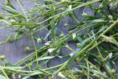白花蛇舌草功效与作用是什么（白花蛇舌草功效与作用的功效与作用）