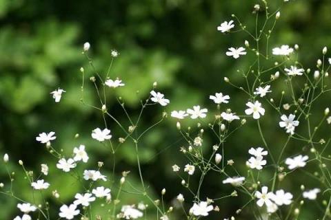 满天星放水里还是干放 干花满天星需要插在水里吗