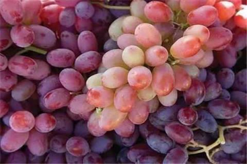 葡萄是什么季节的水果 