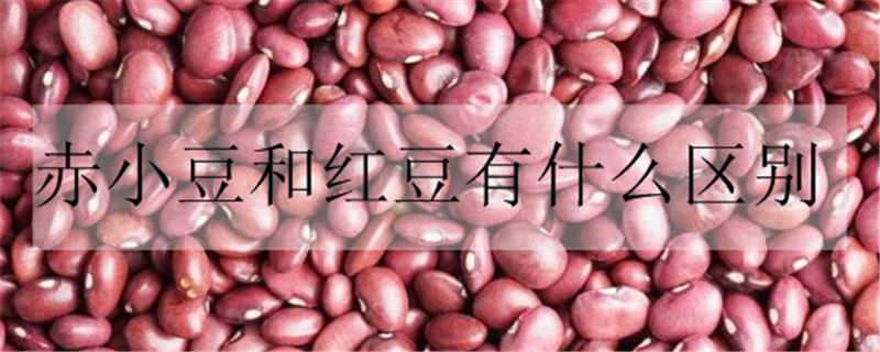 赤小豆和红豆有什么区别 赤小豆和红豆有什么区别功效