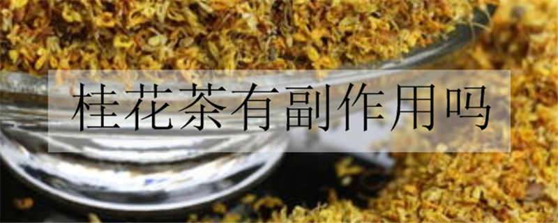 桂花茶有副作用吗