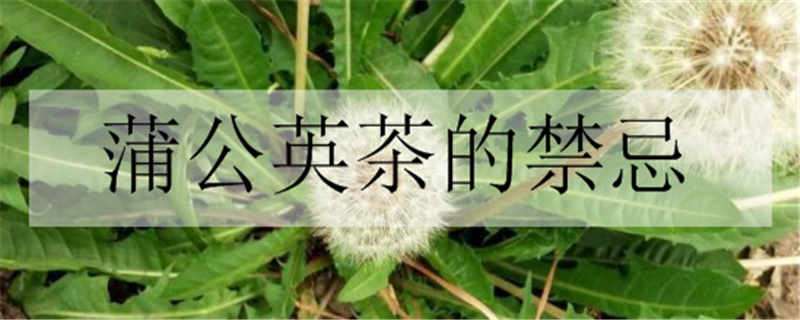 蒲公英茶的禁忌