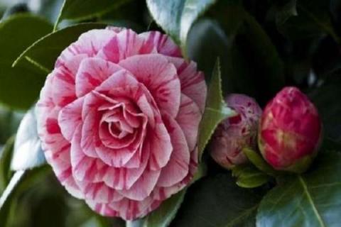 山茶花花语是什么 山茶花花语是什么意思
