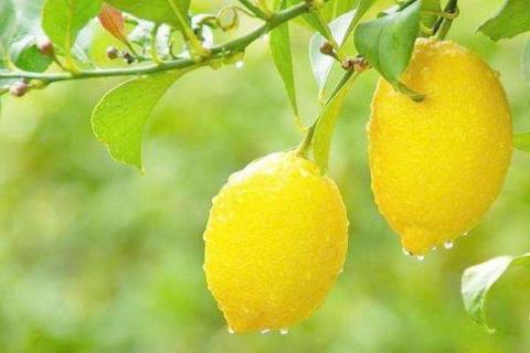 青柠檬和黄柠檬的区别（青柠檬和黄柠檬泡水哪个好）