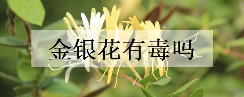 金银花有毒吗