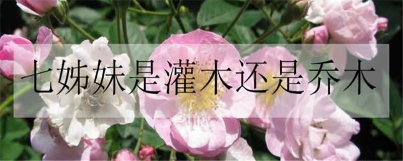 七姊妹是灌木还是乔木（七姊妹是灌木还是乔木图片）