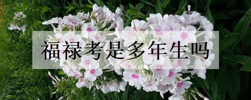 福禄考是多年生吗 福禄考是多年生吗?