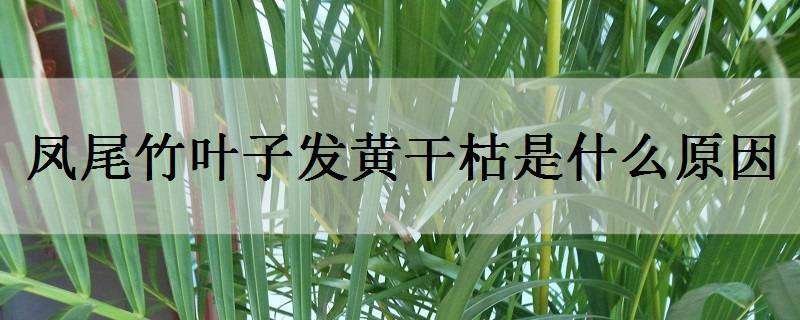 凤尾竹叶子发黄干枯是什么原因 凤尾竹叶子发黄干枯是什么原因呢