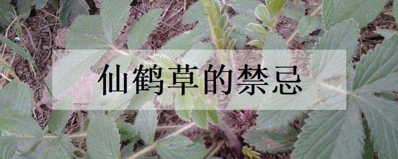 仙鹤草的禁忌 仙鹤草的禁忌与副作用