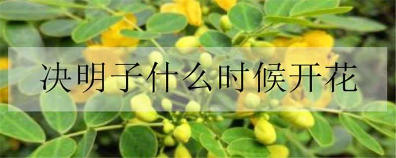 决明子什么时候开花