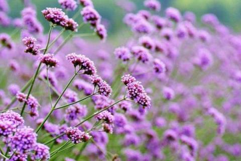 薰衣草什么时候（薰衣草什么时候最好看）