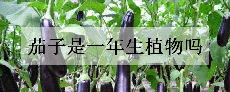 茄子是一年生植物吗