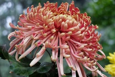 菊花什么季节（菊花什么季节喝好）