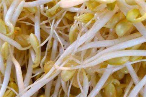 黄豆芽怎么发 黄豆芽怎么发豆芽的过程