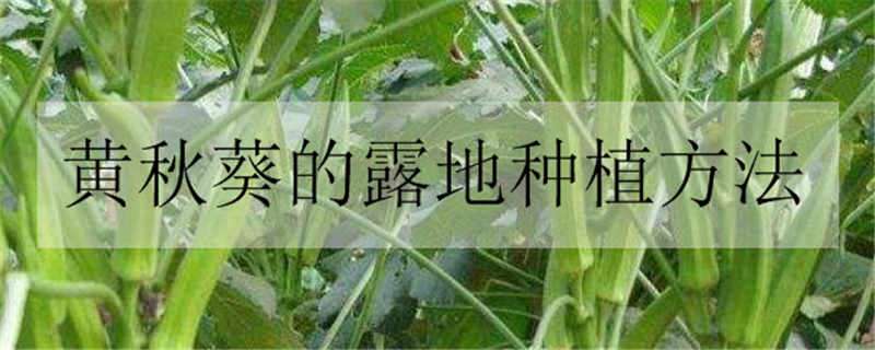 黄秋葵的露地种植方法