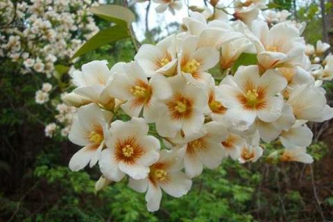 油桐花烂根了怎么办（油桐花有毒吗）